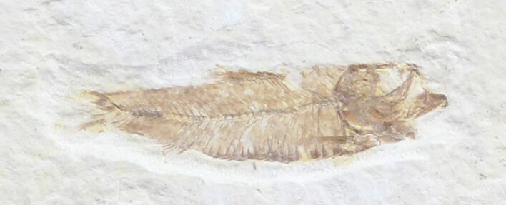 Bargain Knightia Fossil Fish - Wyoming #39659